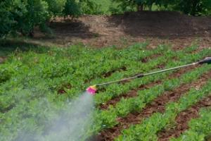 Farmer spraying crop